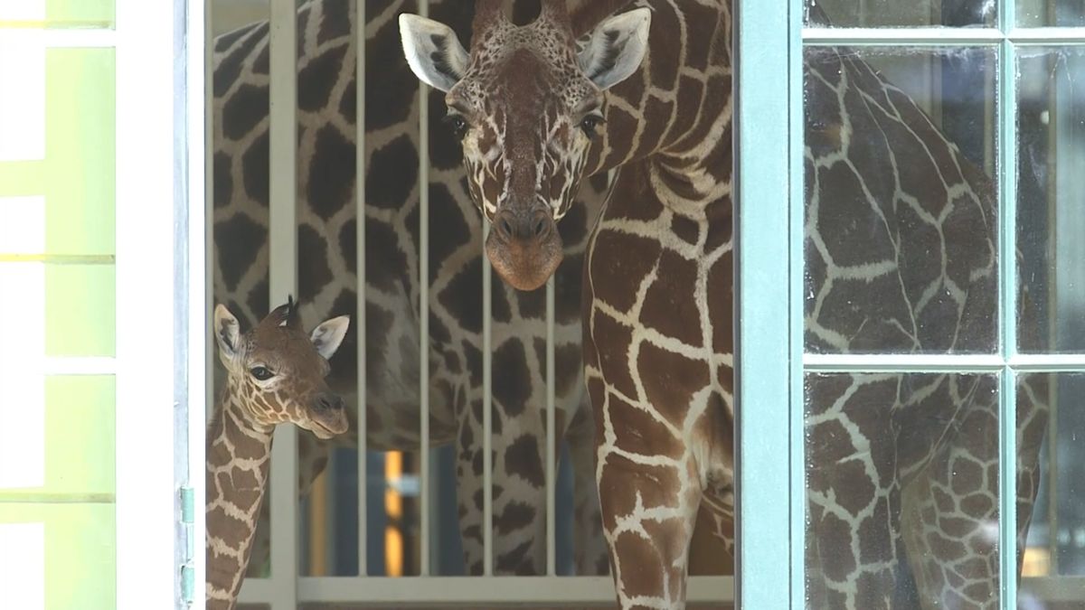 Kamera natočila ve vídeňské zoo porod žirafy i první vratké krůčky mláděte